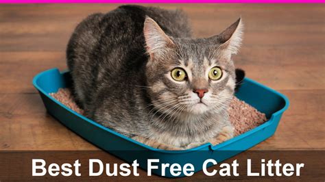 best dust free cat litter